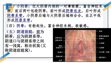 女人陰|女性外生殖器